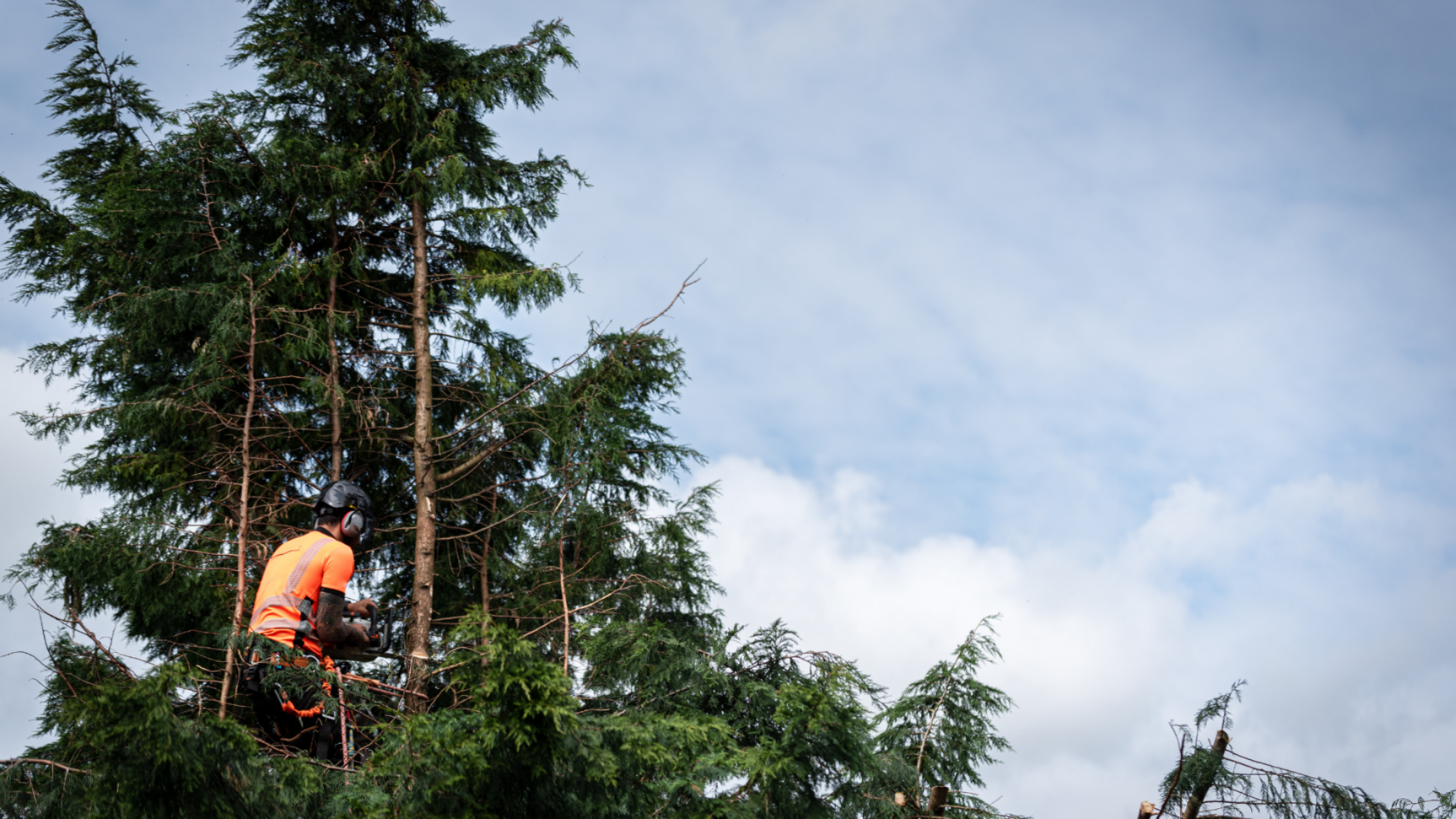 tree surgeon Chesterfield