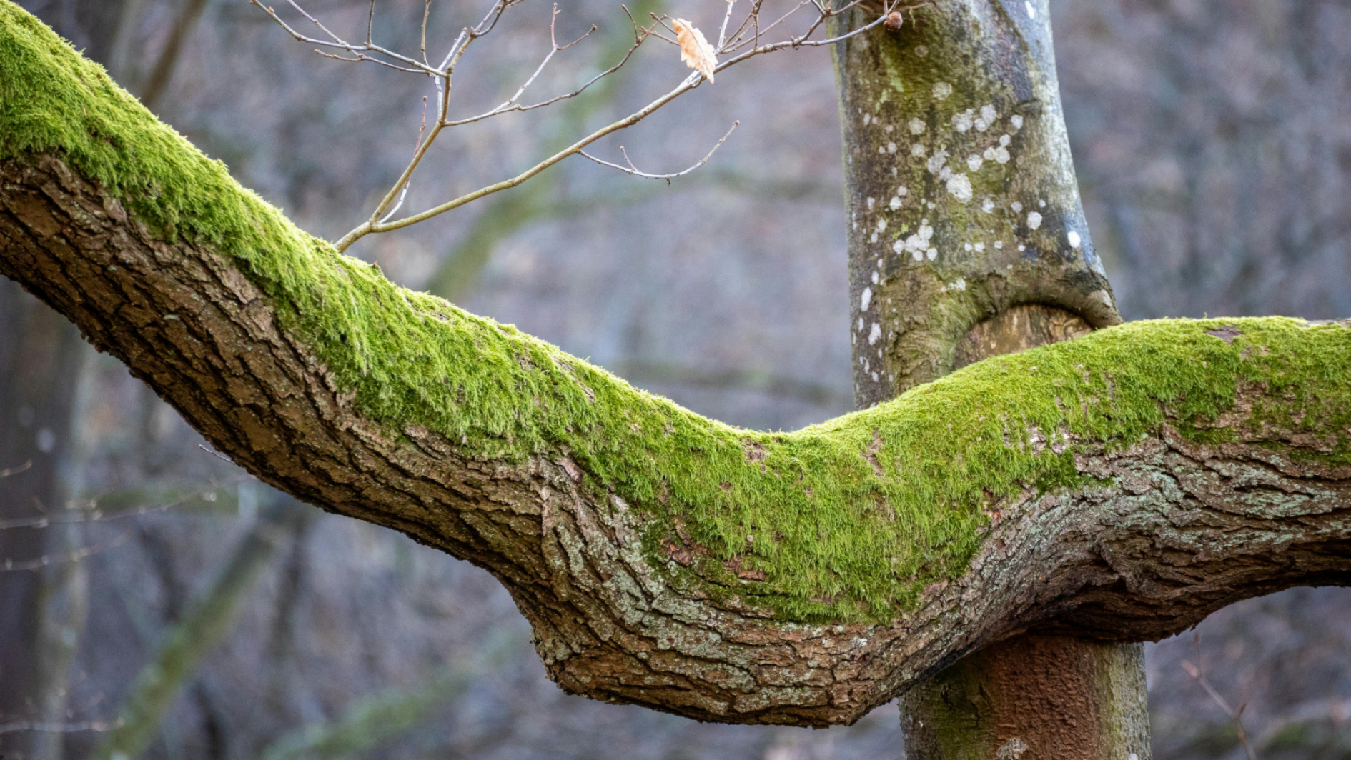tree Mansfield